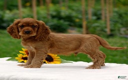 Cocker Spaniel dogs for sale: Turner - Image 4