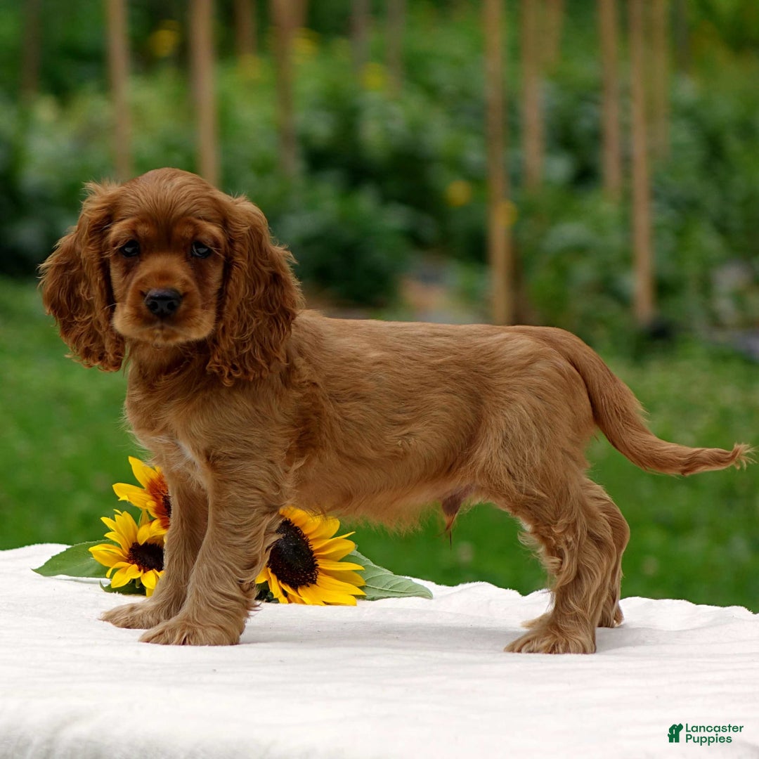 Cocker Spaniel dogs for sale: Turner - Image 4
