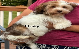 Shorkie dogs for sale: Shorkie 2 puppies - Image 1