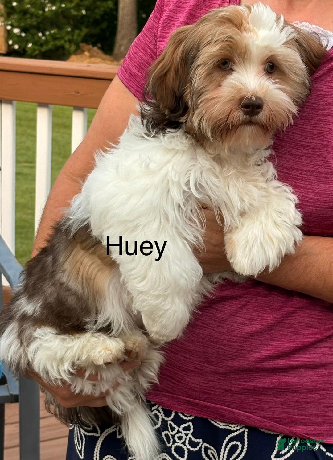 Shorkie dogs for sale: Shorkie 2 puppies - Image 1