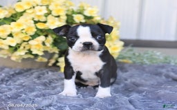 Boston Terrier dogs for sale: Homer - Image 3
