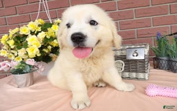 Golden Retriever dogs for sale: Luci - Image 1