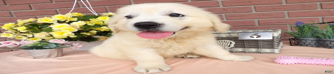 Luci