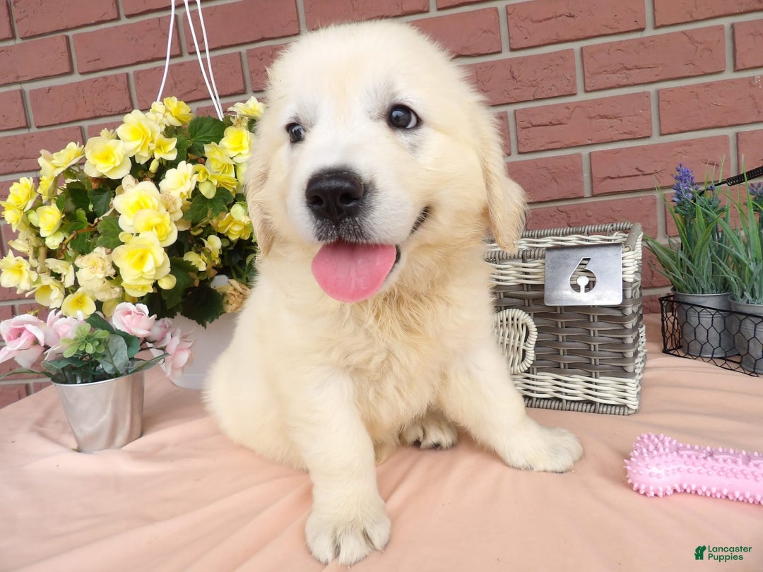 Golden Retriever dogs for sale: Luci - Image 1