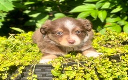 Miniature Australian Shepherd dogs for sale: Miniature Australian Shepherd 5 puppies - Image 1