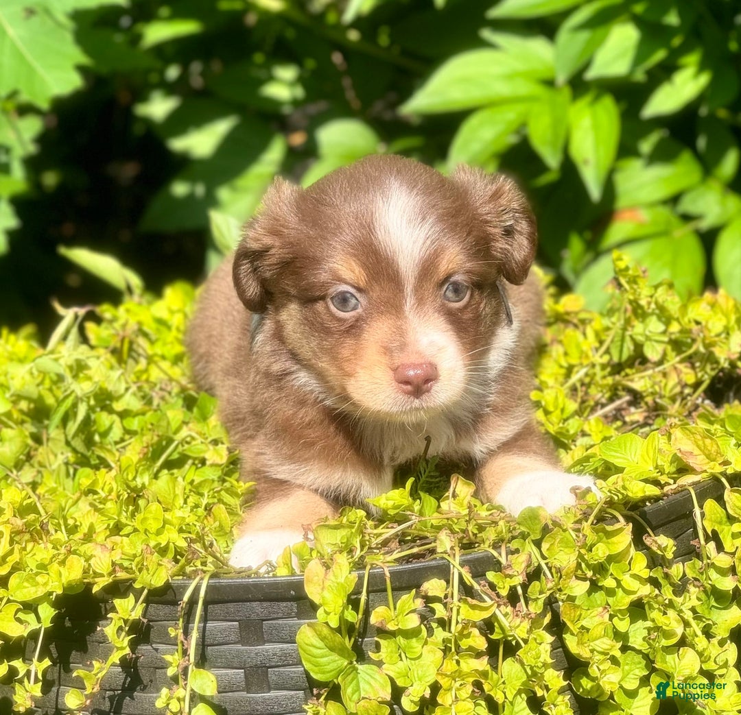 Miniature Australian Shepherd dogs for sale: Miniature Australian Shepherd 5 puppies - Image 1
