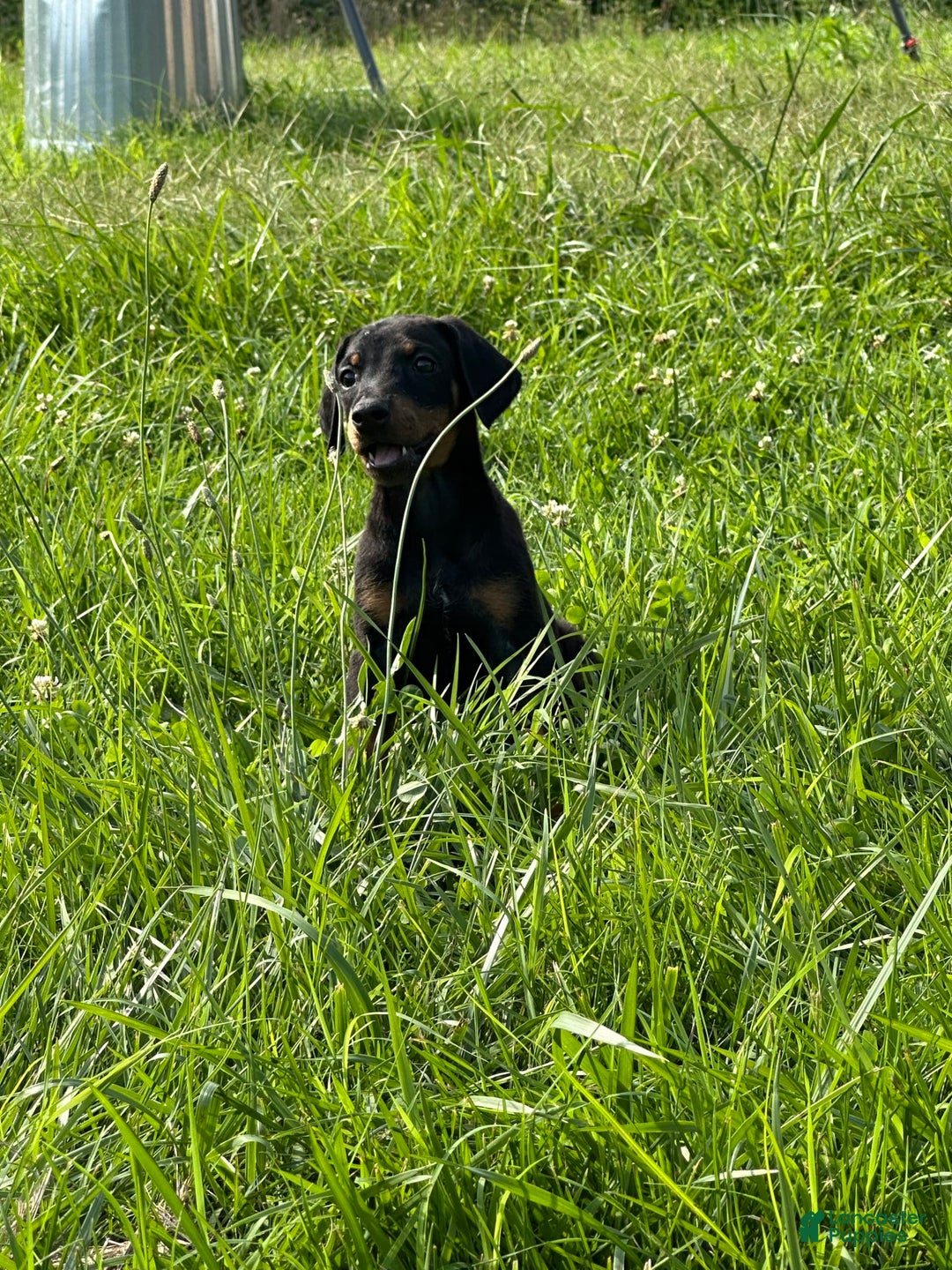 Doberman Pinscher dogs for sale: Linda - Image 3