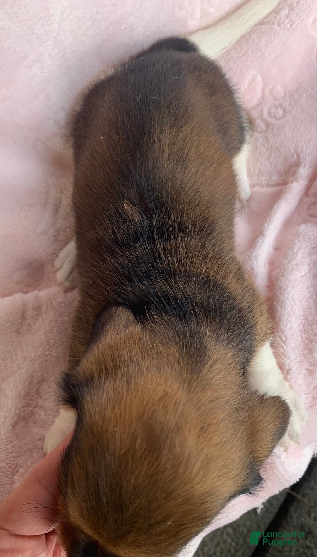 Miniature Dachshund dogs for sale: Baby Cleo - Image 2