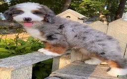 Mini Bernedoodle dogs for sale: 💙 In Boston Massachusetts 💙 One Blue Eye 💙 Mini Bernedoodle 💙 - Image 7