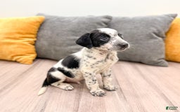 Dalmatian dogs for sale: Rocky - Image 3