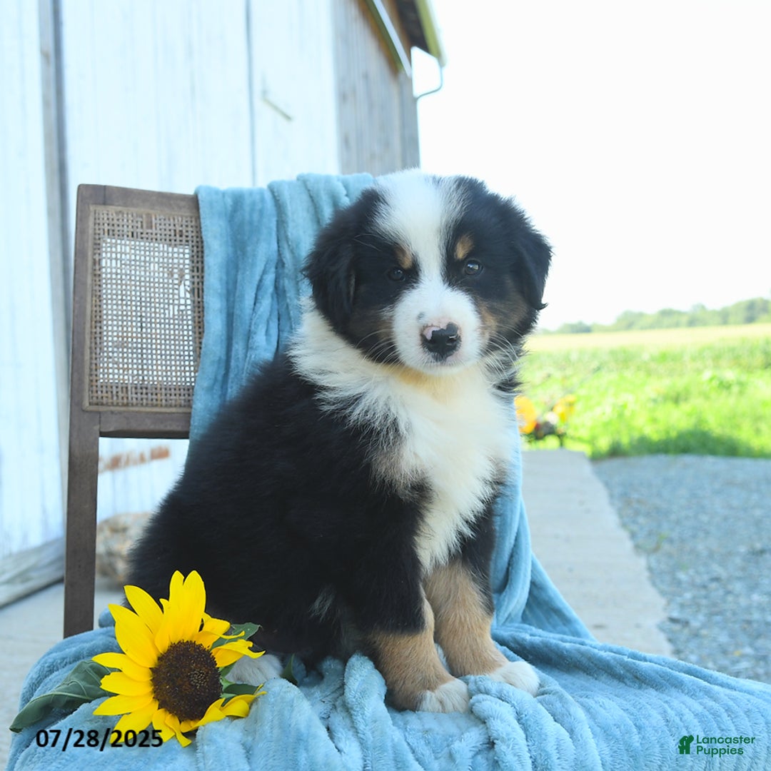 Australian Shepherd dogs for sale: Australian Shepherd 9 puppies - Image 21