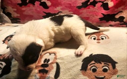 Border Collie dogs for sale: Gumbi - Image 2