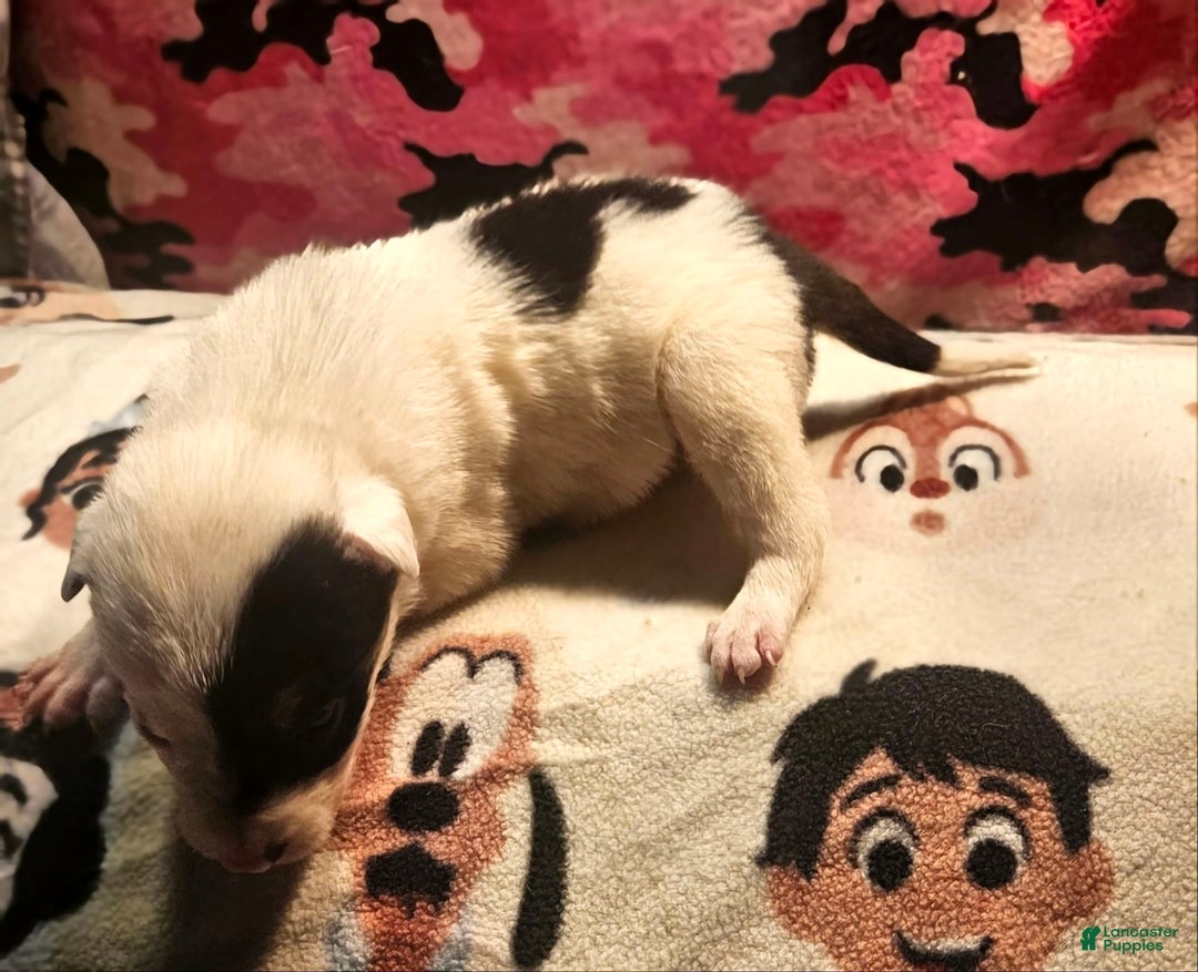 Border Collie dogs for sale: Gumbi - Image 2