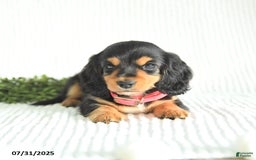 Miniature Dachshund dogs for sale: Daisy - Image 3