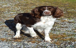 English Springer Spaniel dogs for sale: Chase - Image 6