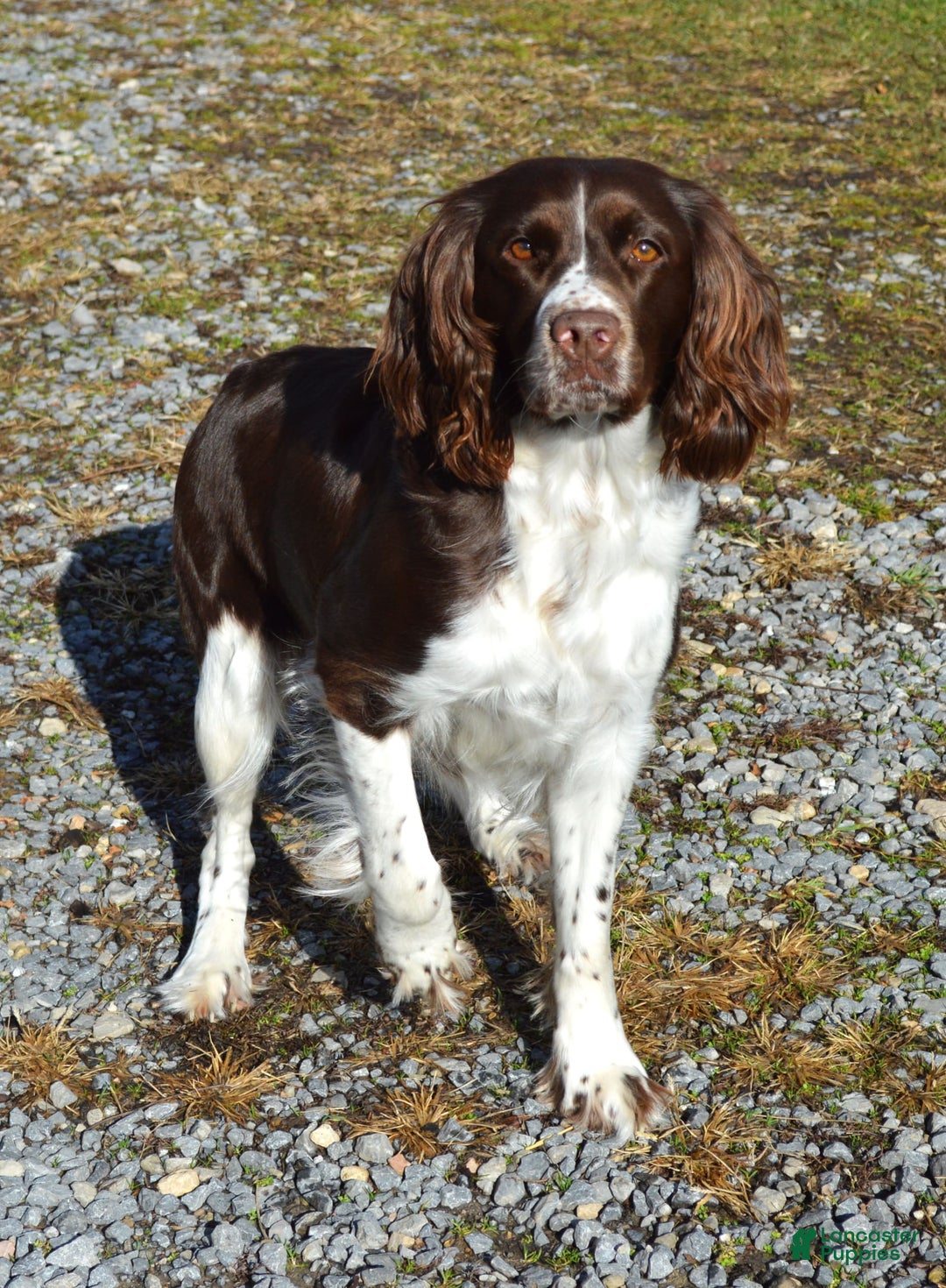 English Springer Spaniel dogs for sale: Chase - Image 6