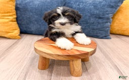 Mini Bernedoodle dogs for sale: Annie - Image 8