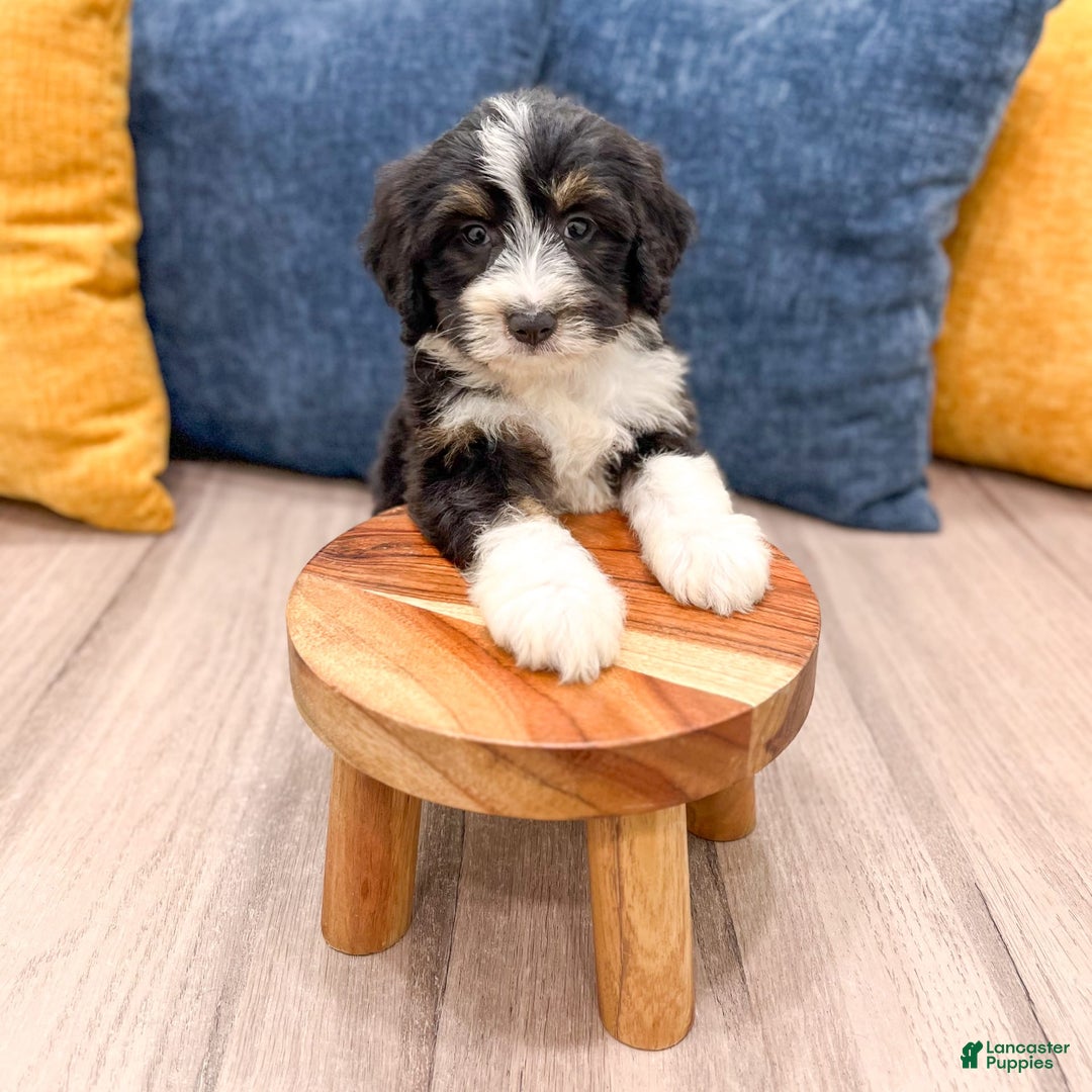 Mini Bernedoodle dogs for sale: Annie - Image 8