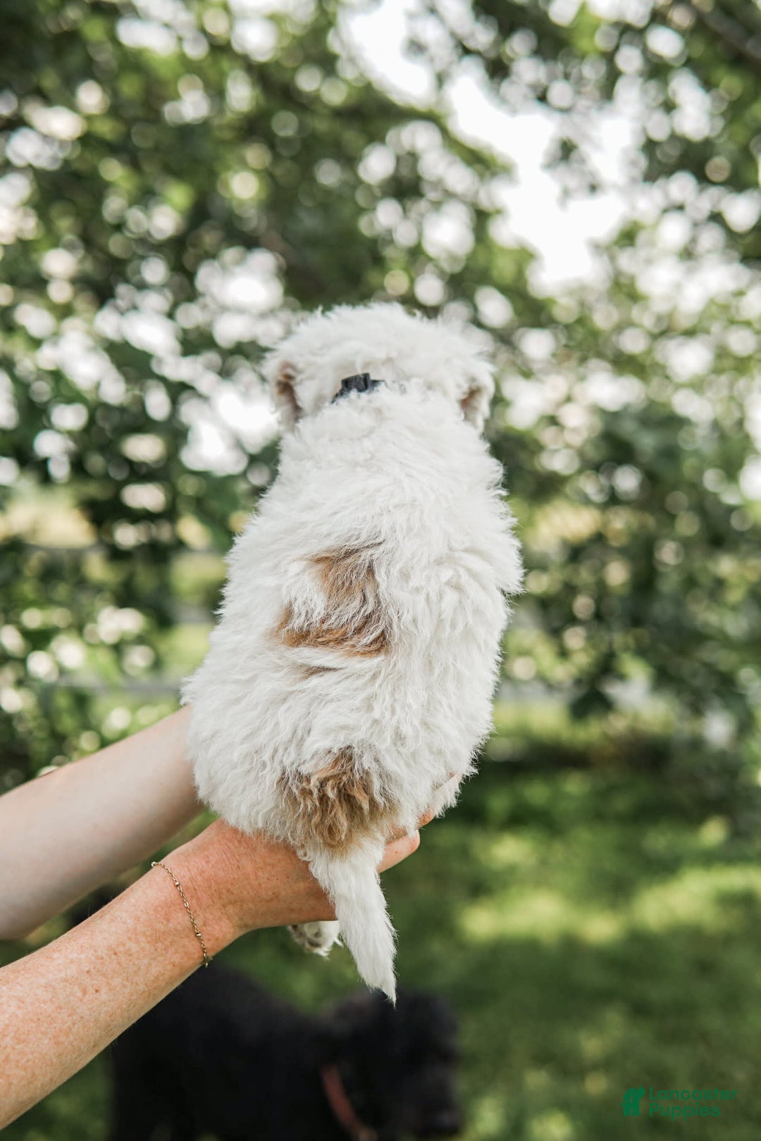 Mini Goldendoodle dogs for sale: Black Collar - Image 5