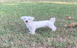 Coton De Tulear dogs for sale: Pearl - Image 26