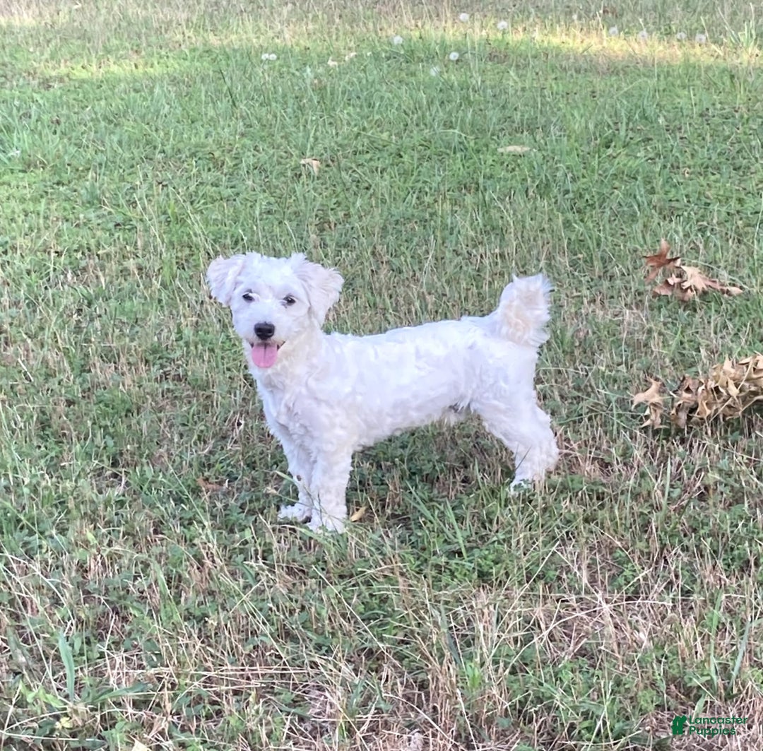 Coton De Tulear dogs for sale: Pearl - Image 26