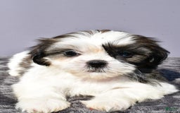 Pomeranian dogs for sale: Sweetie - Image 5