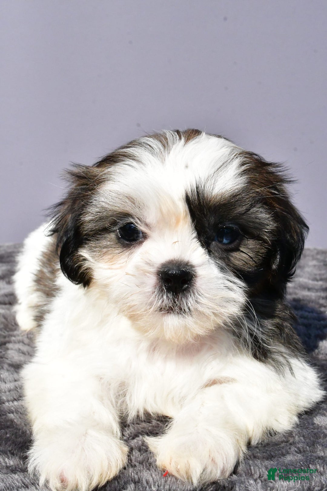 Pomeranian dogs for sale: Sweetie - Image 5
