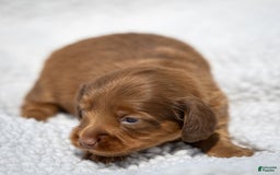Miniature Dachshund dogs for sale: Crystal - Image 6