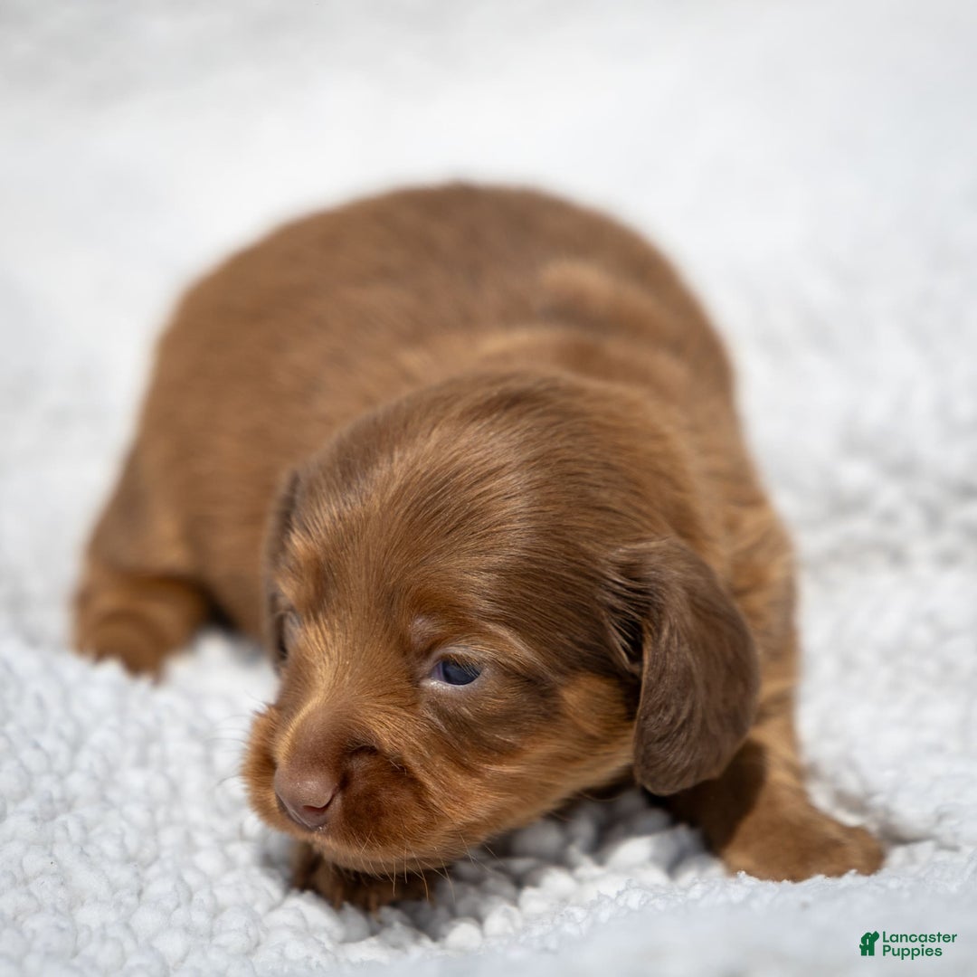 Miniature Dachshund dogs for sale: Crystal - Image 6