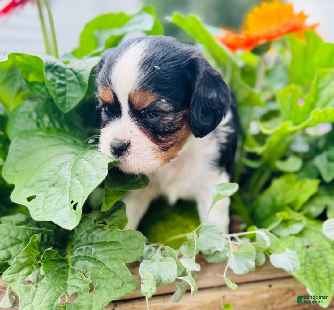 Cavalier King Charles Spaniel dogs for sale: Rhoda - Image 3
