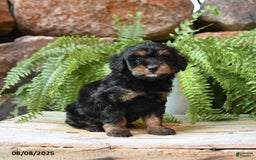 Miniature Poodle dogs for sale: Miniature Poodle 4 puppies - Image 4