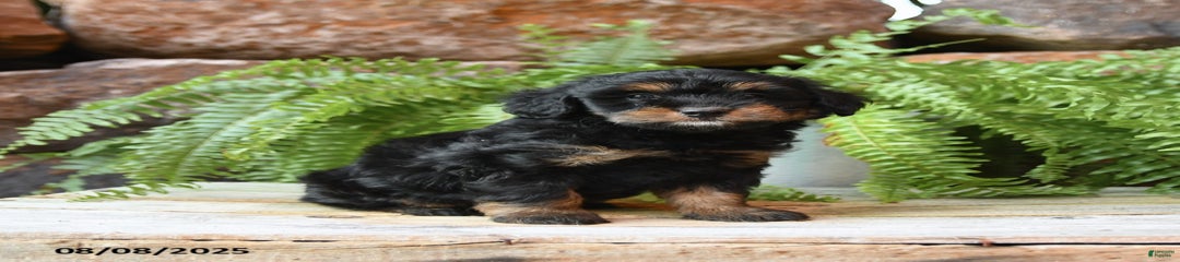 Indigo