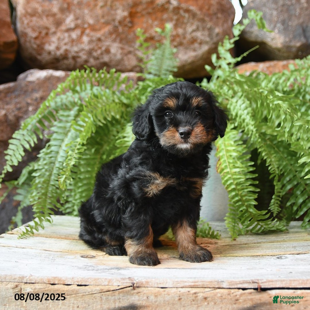 Miniature Poodle dogs for sale: Miniature Poodle 4 puppies - Image 4