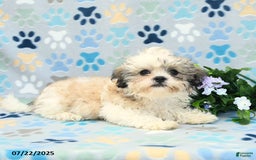 Shih Tzu dogs for sale: Benji - Image 6