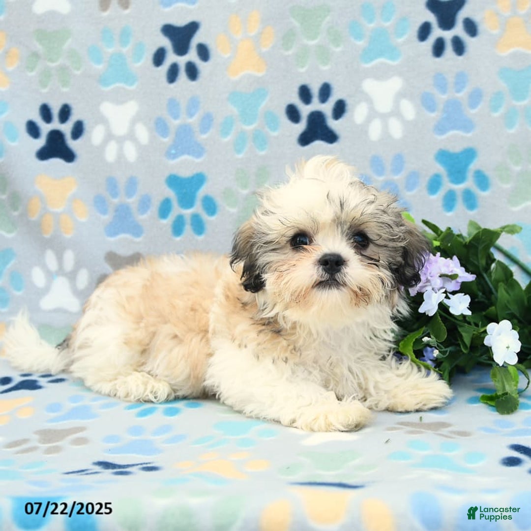 Shih Tzu dogs for sale: Benji - Image 6