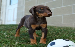 Doberman Pinscher dogs for sale: Dakota - Image 4