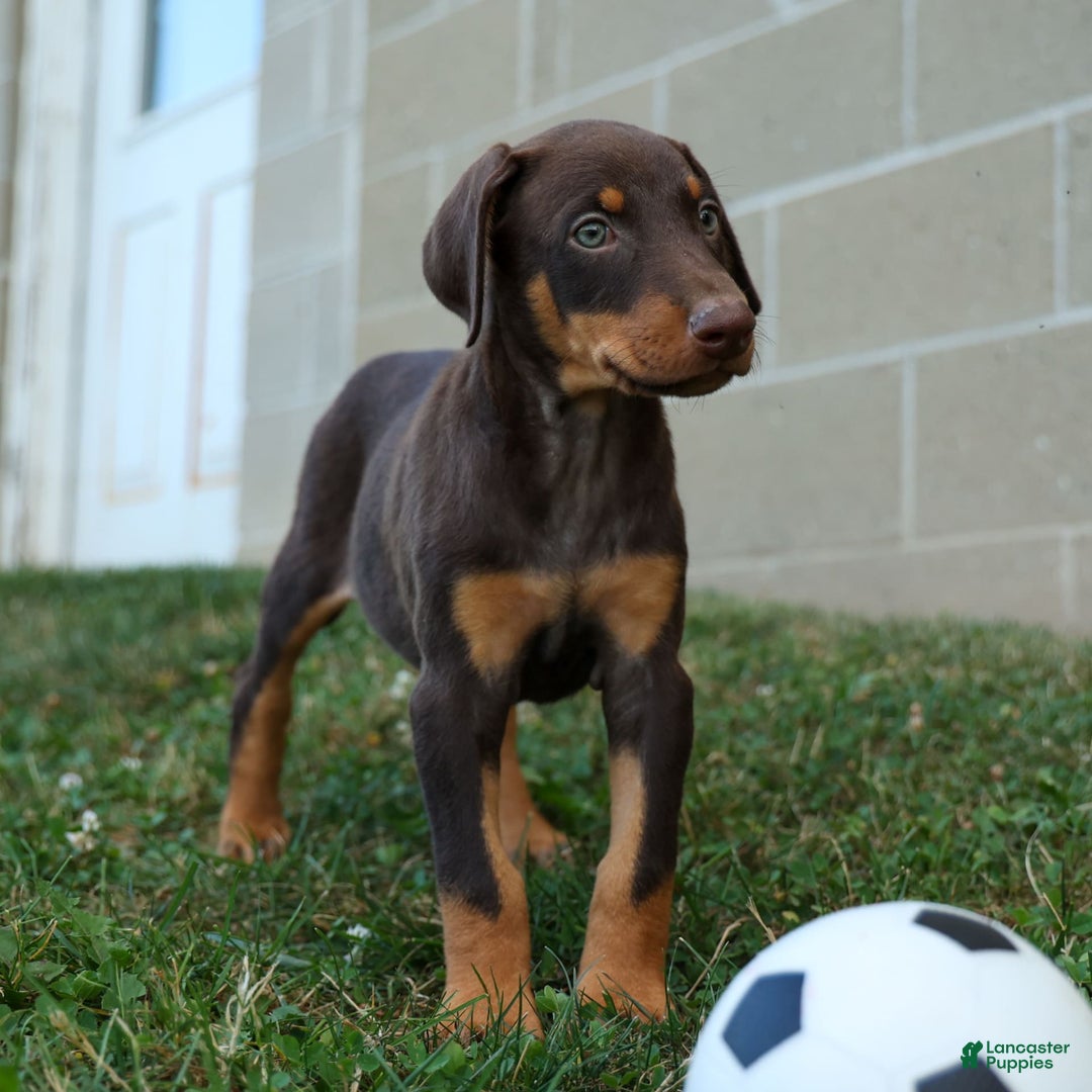 Doberman Pinscher dogs for sale: Dakota - Image 4