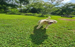 Goldendoodle dogs for sale: Harley - Image 6