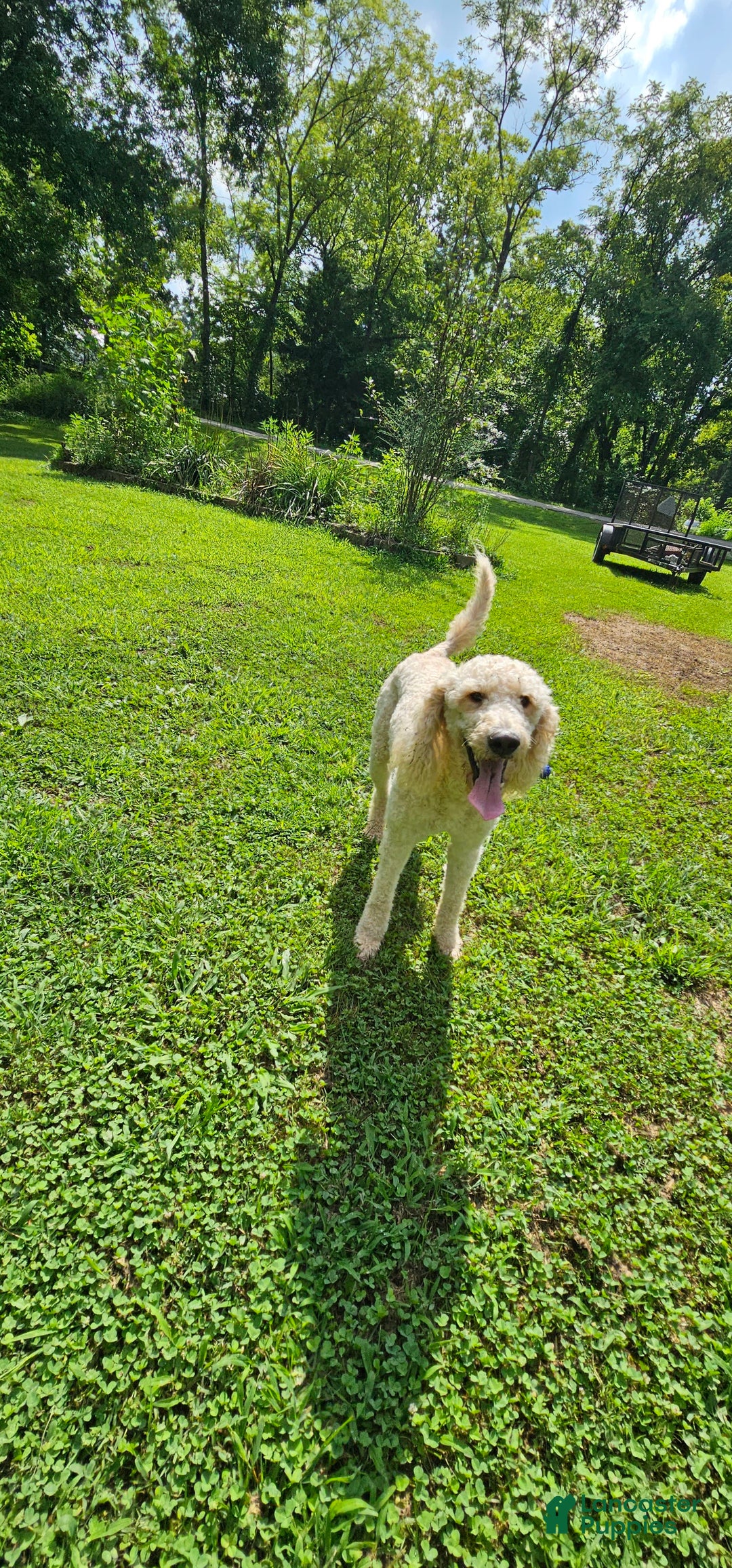 Goldendoodle dogs for sale: Harley - Image 6