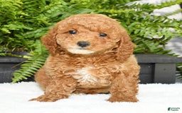 Mini Goldendoodle dogs for sale: Vance - Image 7