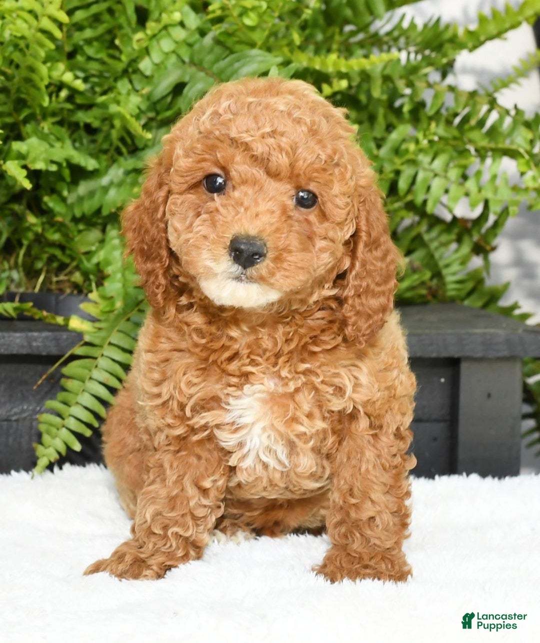 Mini Goldendoodle dogs for sale: Vance - Image 7