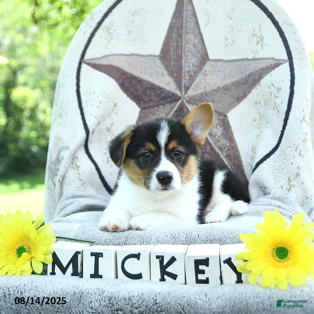 Welsh Corgi Pembroke dogs for sale: Mickey - Image 3