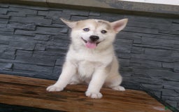 Pomsky dogs for sale: Silas - Image 10