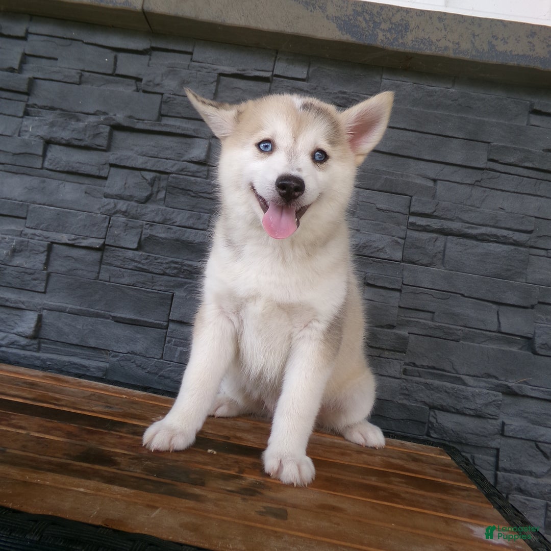 Pomsky dogs for sale: Silas - Image 10
