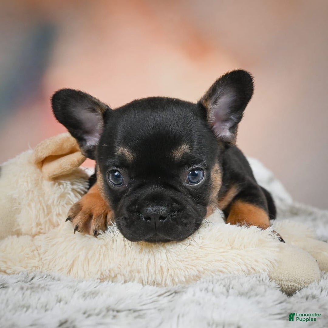 French Bulldog dogs for sale: Buddy - Image 9