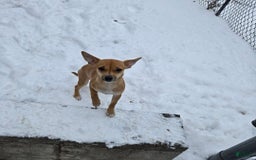 Chipoo dogs for sale: Faith - Image 8