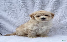 Bichpoo dogs for sale: Cooper - Image 4