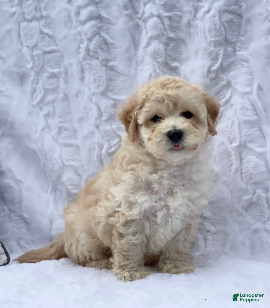 Bichpoo dogs for sale: Cooper - Image 4