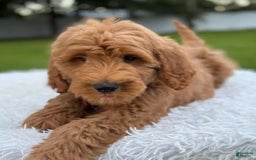 Goldendoodle dogs for sale: Max - Image 4