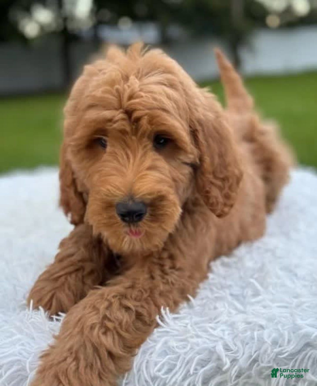 Goldendoodle dogs for sale: Max - Image 4